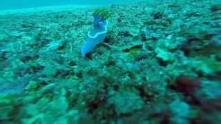 preview picture of video '2014-04-08 Diving in Puerto Galera!!'