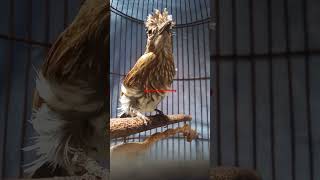 Download lagu Siri siri kecil gacor#burung #kicaumania #kicaumanianusantara mp3 Download lagu Siri siri kecil gacor#burung #kicaumania #kicaumanianusantara mp3