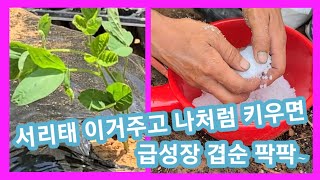 서리태콩 달인~ 급성장  겹순 팍팍 나오게 심는방법 서리태 심는시기,방법,서리태재배 전원일기 인간극장,주말농…