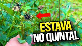 A PLANTA que muitos ignoram pode ajudar mais do que voce imagina