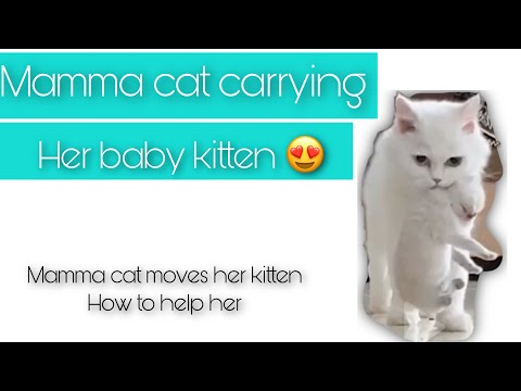 How do i Stop my cat moving Kittens |#mommacat Carries #baby kitten|help my lactating cat |happy cat