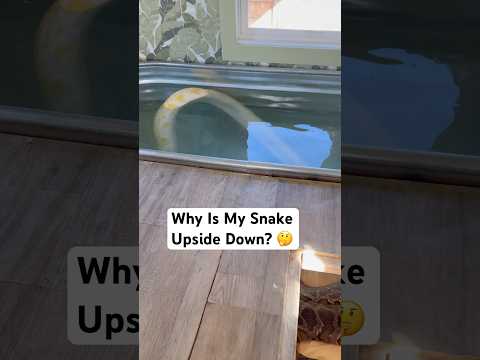 Why Is My Snake Upside Down? 🤔🐍#fallintoshorts #snake