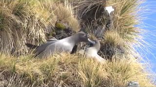 Synchronized Courtship Flight