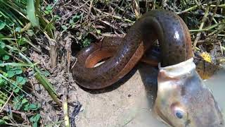 別自不量力，強食弱飲也