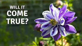 Will This Rare Aquilegia Come True From Seed? 🌿 Planting, Dividing & Moving Perennials // Cottoverdi