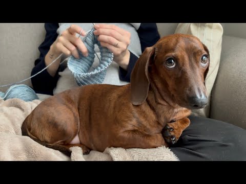 Mini dachshund enjoys a little staycation