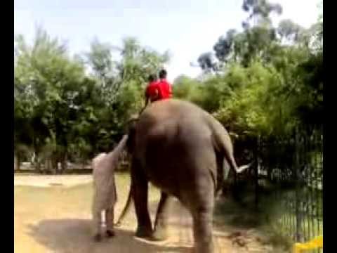 tamseel on elephant first ride19052011028.mp4