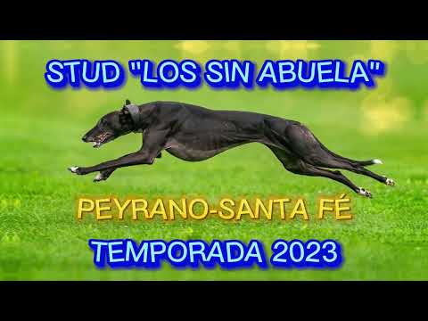 Galgos vs liebres 2023 Stud "Los sin abuela". Peyrano, Santa fe.
