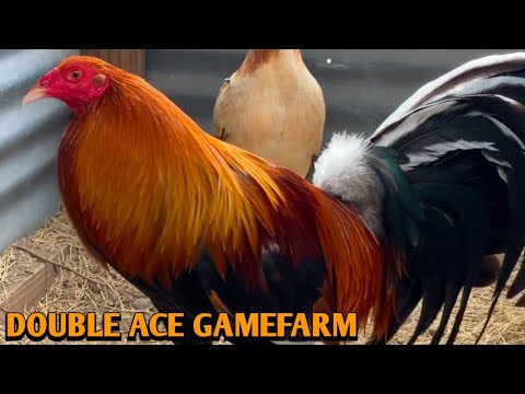 Albany Leiper Kelso - DOUBLE ACE FARM