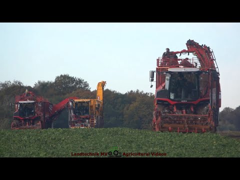 Grimme - Vredo - Fendt - Class / Rübenernte - Harvesting Beets  2022 The Whole Story