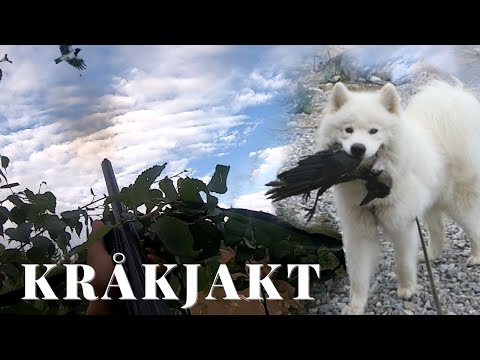 JAKT | Lyckad fågeljakt och dödsök med hunden