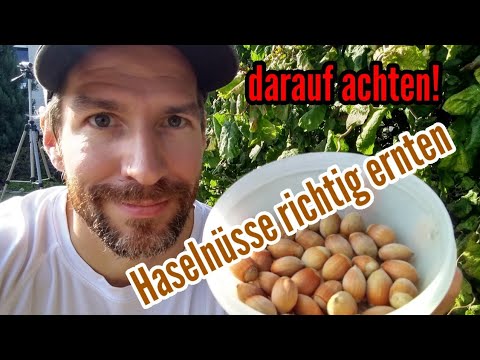 Harvesting hazelnuts Harvesting hazelnuts correctly Hazelnut harvesting must pay attention