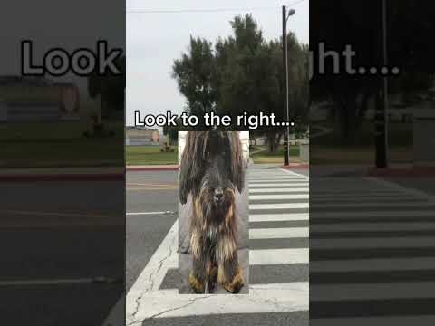 Poverty sirius and lucy