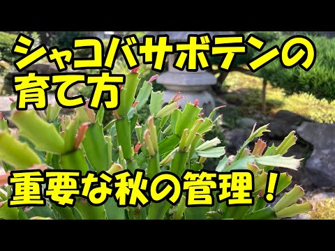 クリスマスサボテンを復活させる方法は？保存するために考慮すべき 8 つの要素  庭園