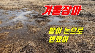 멀쩡한 밭이 논처럼 변했어요-겨울장마 #이상기온#온난화#객토작업