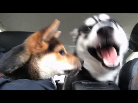 Shiba Inu puppy licking at Husky Video