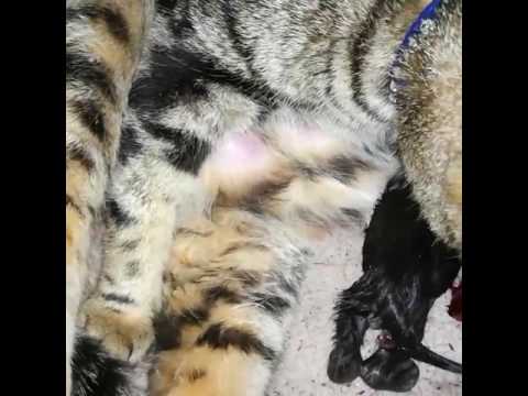My Cat eating placenta then deliver her second kitten