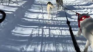 #sleddogs