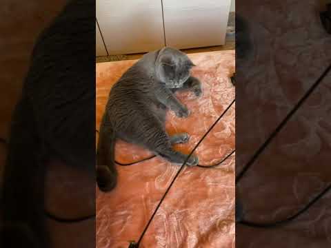 Do British Shorthair cats like playing? Or are they lazy? Check this out! 😂❤️🐾🐈‍⬛