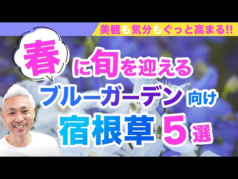 ブルーベルは剪定したほうがいいでしょうか？将来美しい花を咲かせるためにどのように世話をすればよいですか？  庭園