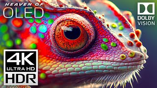 Download lagu Heaven of All 4K Videos - Dolby Vision 4K HDR 60fps mp3