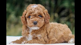 Video preview image #1 Cavapoo Puppy For Sale in NARVON, PA, USA