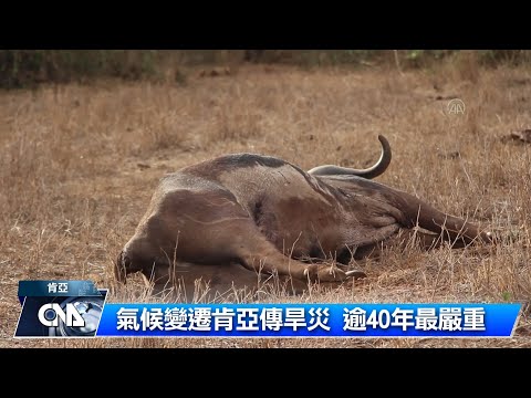 肯亞野生動物 旱災受害者