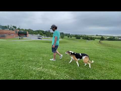 Sams school for dogs video.