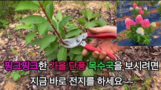 목수국 전지(가지치기) 지금하시면 가을에 아름답고 화려하고 오랬동안 보실수 있습니다.