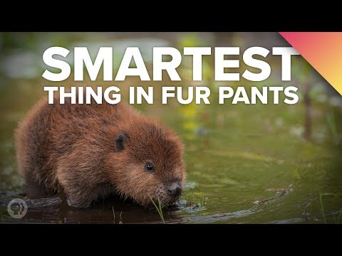 Beavers Are the Smartest Animals Ever!