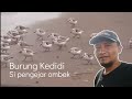 Burung Kedidi Si Pengejar Ombak Hewan