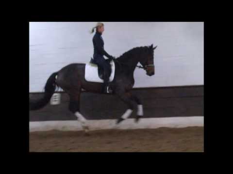 LADY RAVENNA 5j. v. Londontime - Ravallo - VB 8.500,- Euro