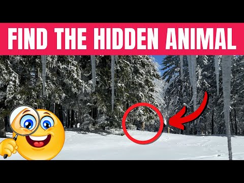 Find the Hidden Animals #14 🐶🌿🐾