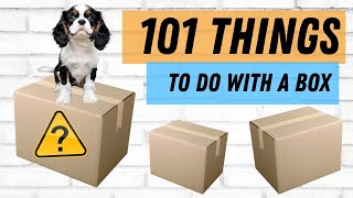 Unlock Your Cavalier Puppy's Mind with 101 Things to Do with a Box 🐶 A Free Shaping Training Game
