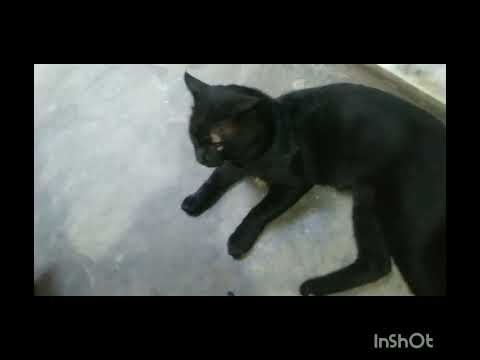 Cute 🥰 Cat family #cat lovers🐈😍🥰🙏 support for cats