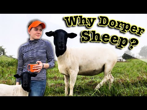, title : 'WHY DORPER SHEEP? | All About the Angus of the Sheep World