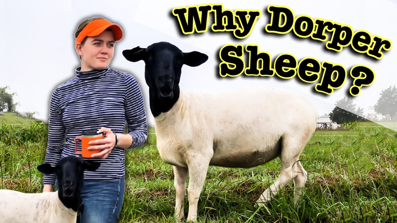 WHY DORPER SHEEP? | All About the Angus of the Sheep World