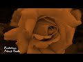 Borderless Aakash Gandhi 1 Hour