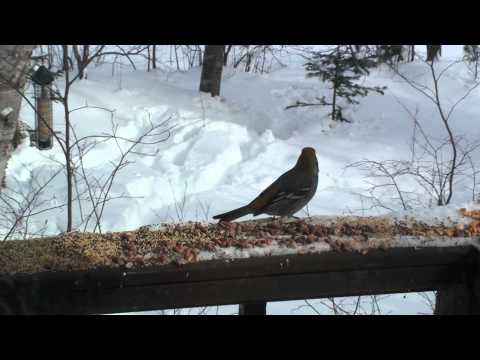 Female Pine Grosbeak on the porch