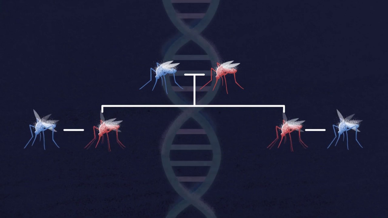 Organismos de impulso genético: Destructivos e incontrolables