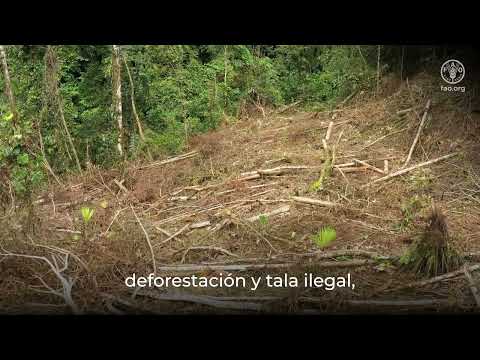 Entrevista con Nelly Paredes Del Castillo del Servicio Nacional Forestal y de Fauna Silvestre (Perú)
