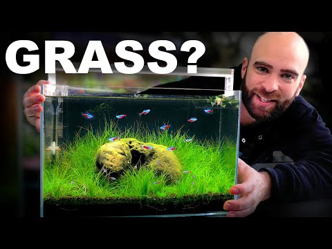 I Can't Believe This Worked! Low Tech Grass Nano Tank