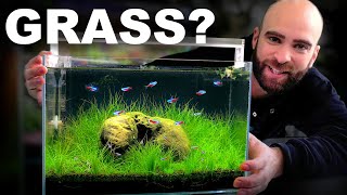 I Can't Believe This Worked! Low Tech Grass Nano Tank
