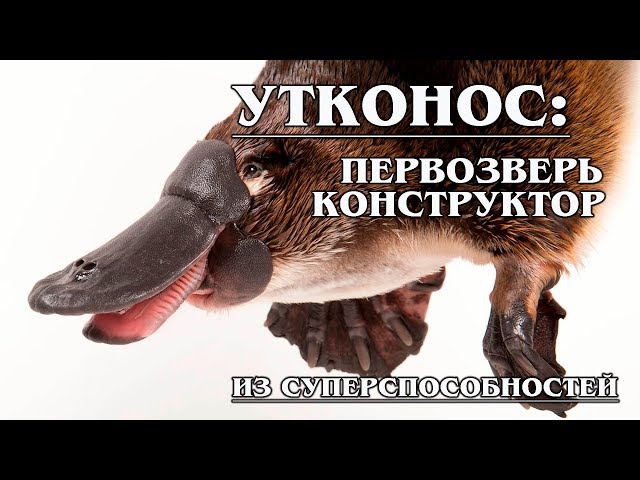 Προφορά βίντεο Ornithorhynchus anatinus στο Αγγλικά