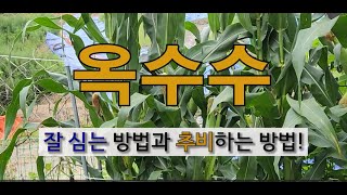 옥수수 잘 심는 방법과 추비는 이런 거름으로 이렇게 하세요! #옥수수 심는 시기 #옥수수 심는 방법 #옥수수…