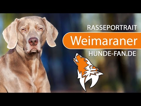► Weimaraner [2020] History, Appearance, Temperament, Training, Exercise, Care & Health