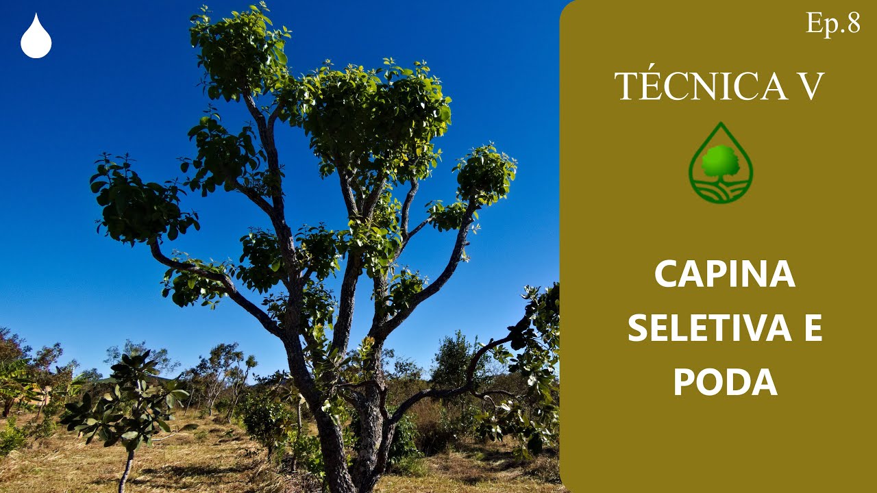 Episódio 8 - Capina Seletiva e Poda