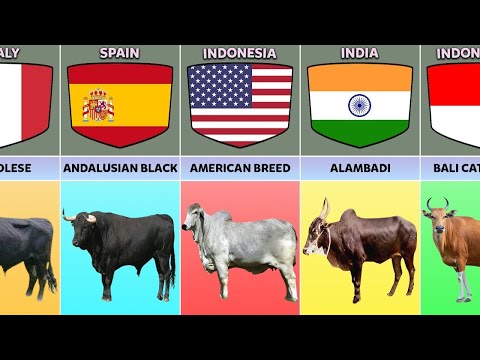 , title : 'Cattle Breeds From Different Countries'