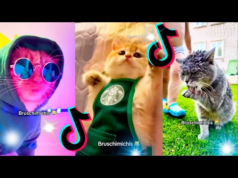 😹 Lo Mejor De Los Bruschimichis @pablobruschi 💗 Hora De Risa 🐈💕