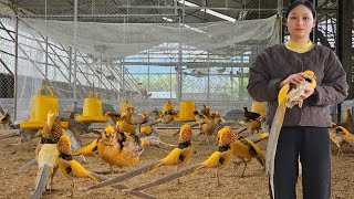 Download lagu Young Woman Starts a Rare Bird Farm – Turning Passion into Fortune | HTX Tan Dat Farm. #farmer mp3
